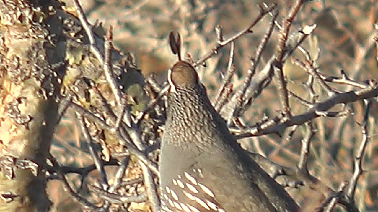 The quail remains perched in Cabo Pulmo brush with its back and patterned flank visible between dry branches, with no visible people.