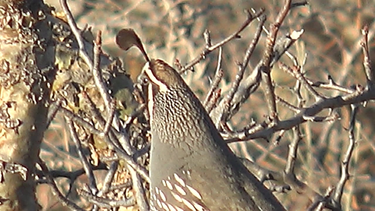 A quail stands upright among Cabo Pulmo's dry branches, showing its gray-brown body, pale side markings, and dark head plume, with no visible people.
