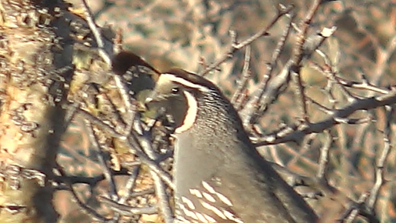 The quail turns its head beside a pale trunk in dry Cabo Pulmo brush, revealing stronger facial markings and no visible people.