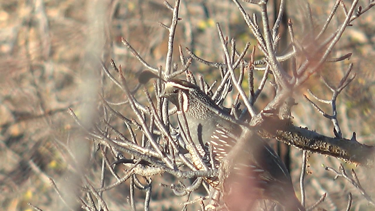 A quail sits partly behind pale thorny branches in Cabo Pulmo, Baja California Sur, with blurred dry scrub in the background and no visible people.