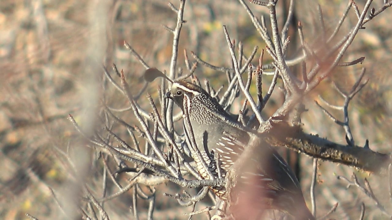 The quail remains perched in Cabo Pulmo brush with its head angled through a cluster of thin gray branches and no visible people.