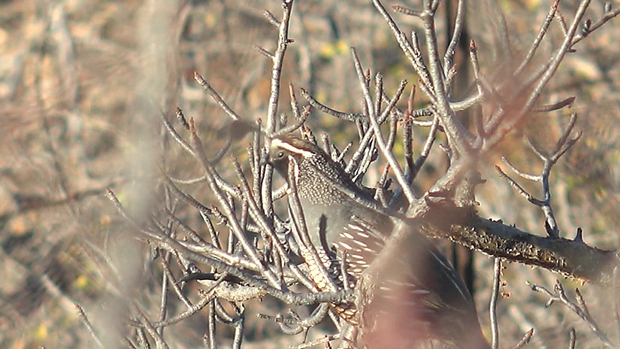 A side view of the quail is partially screened by dry foreground twigs in Cabo Pulmo, with mottled feathers and no visible people.