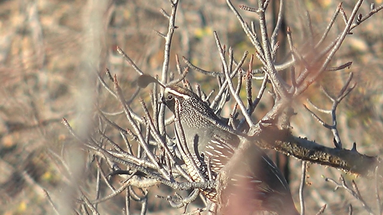 Quail perched low among thorny twigs