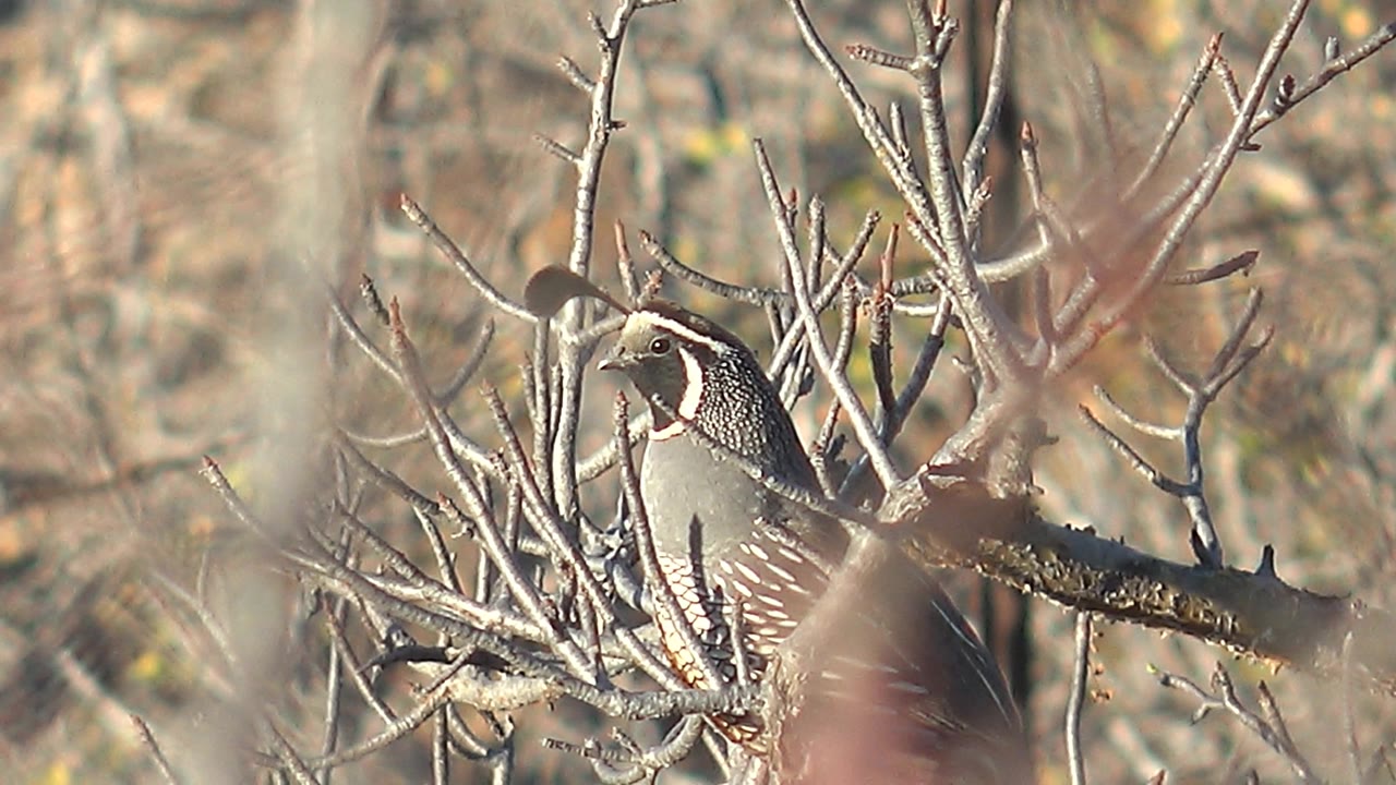 A quail perches on a dry branch amid pale leafless brush in Cabo Pulmo, Baja California Sur, Mexico, with no visible people.