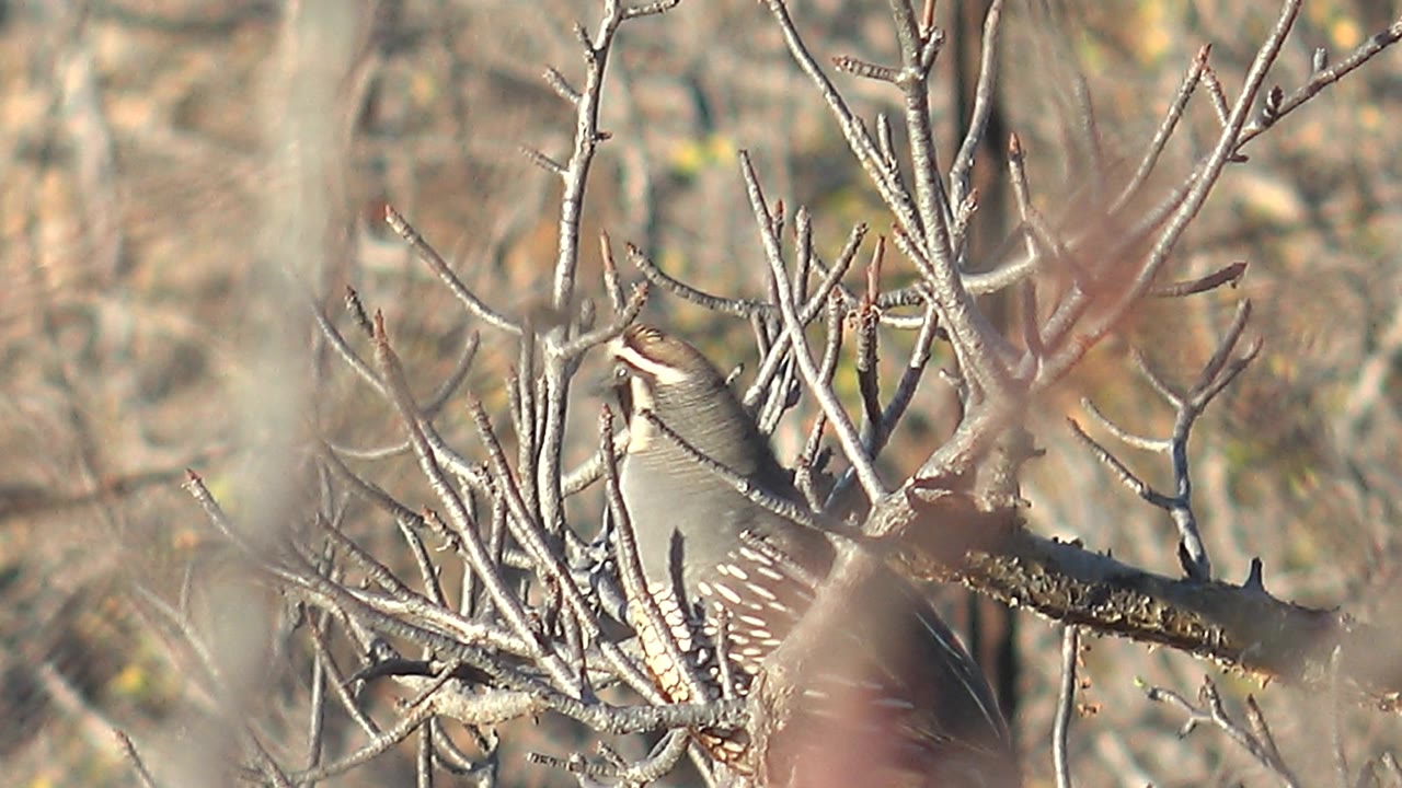 The quail remains perched behind crossing dry twigs in Cabo Pulmo, Baja California Sur, Mexico, with its pale face and speckled side visible and no visible people.