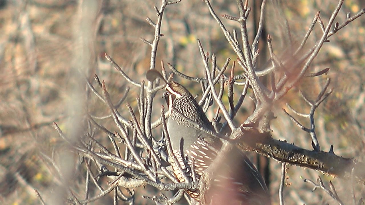 A side view of the perched quail sits among bare twigs in Cabo Pulmo, Baja California Sur, Mexico, with warm dry vegetation behind it and no visible people.