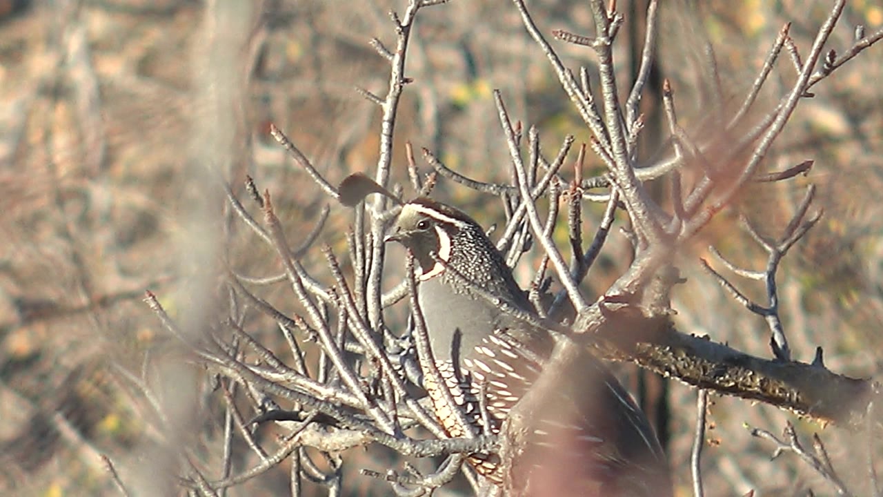 Quail looking from a branch through leafless brush.