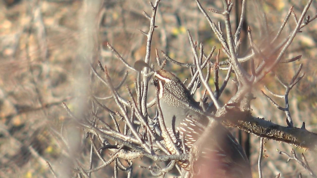 A quail perches partly behind pale thorny branches in Cabo Pulmo, Baja California Sur, with dry scrub colors and no visible people.