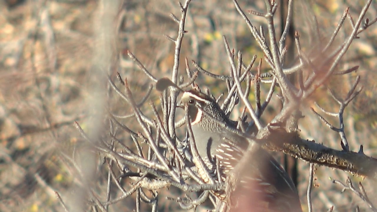 The quail remains perched in Cabo Pulmo scrub, framed by leafless thorn branches and a soft brown background with no visible people.
