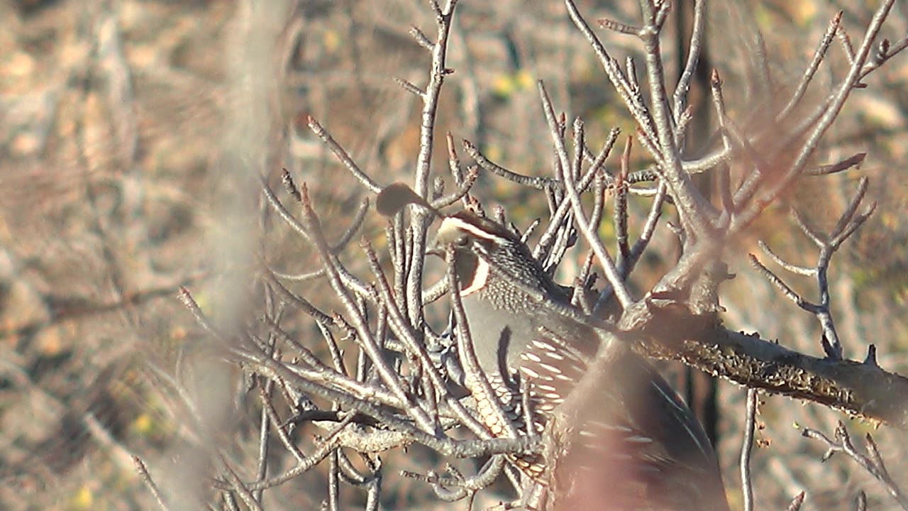 A side view of the quail shows patterned feathers and a pale facial stripe amid dry Cabo Pulmo brush, with no visible people.
