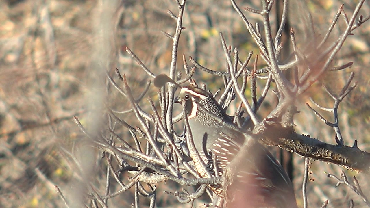 Quail perched behind blurred foreground twigs.