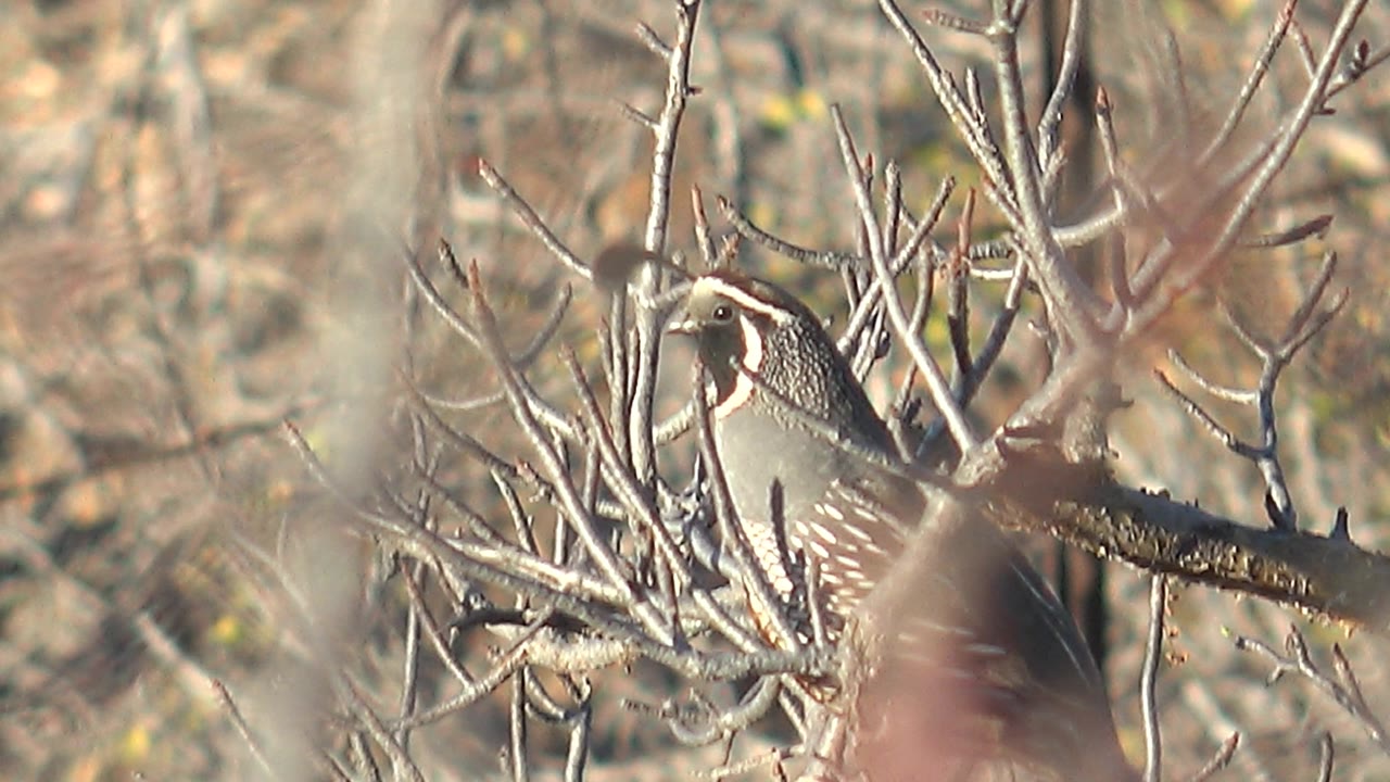 A quail perches partly hidden among pale dry branches in Cabo Pulmo, Baja California Sur, with soft brush in the foreground and no visible people.