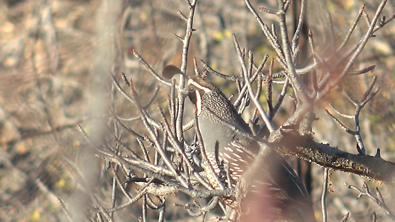 The quail remains perched near the right side of a dry bush in Cabo Pulmo, framed by pale stems and a horizontal branch, with no visible people.