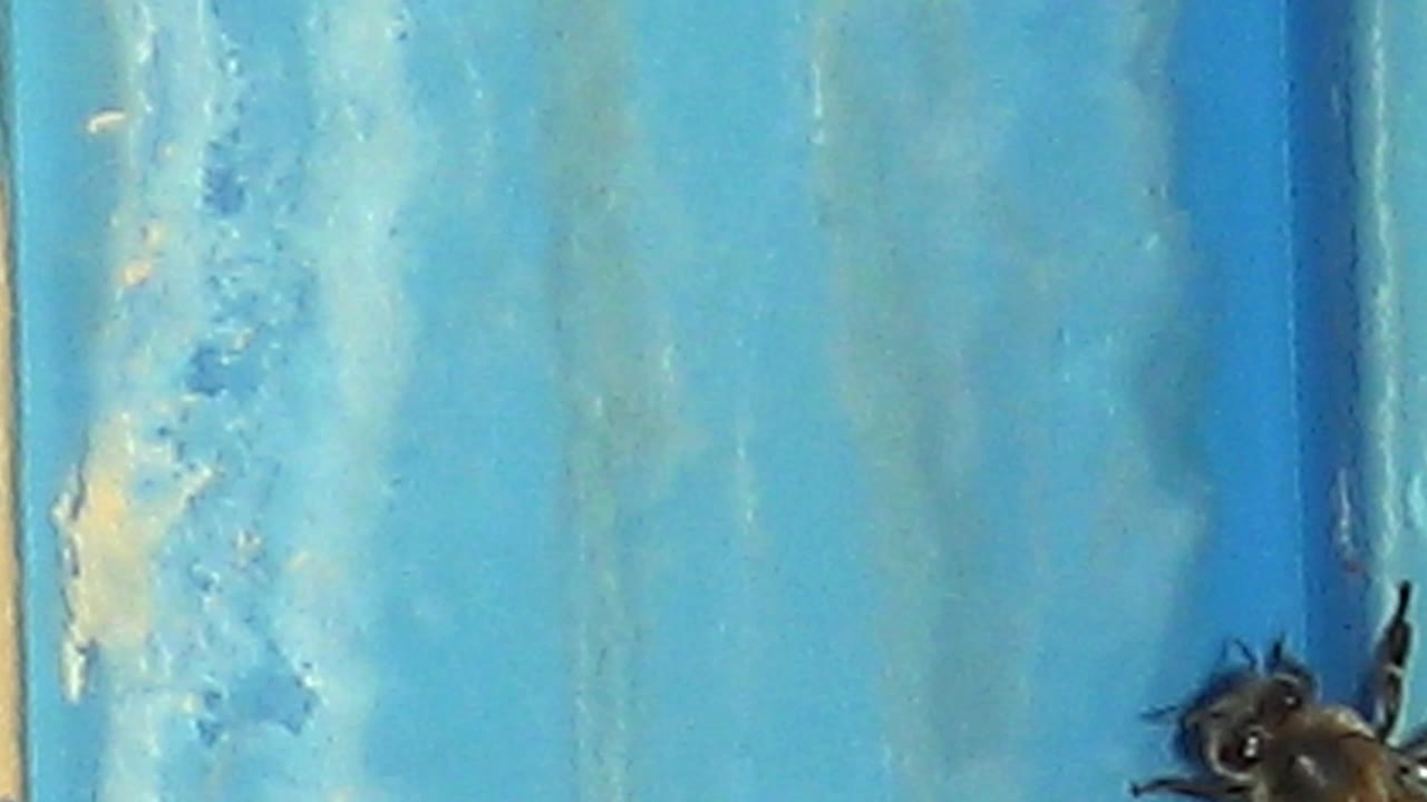 At 0:00, a honeybee is partly cut off near the lower center of a blue weathered ridged surface in Cabo Pulmo, with no visible people.