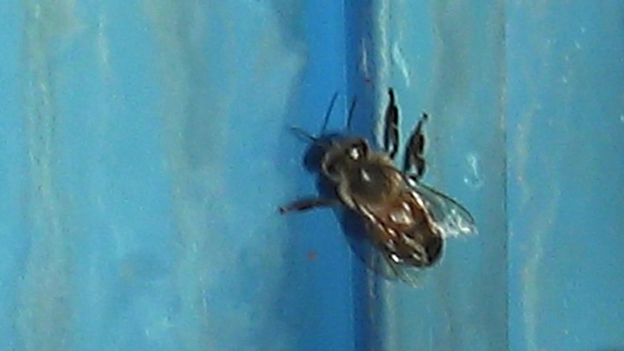 At 0:01, the honeybee sits near the center of the blue textured panel in Cabo Pulmo, with wings and antennae visible and no visible people.