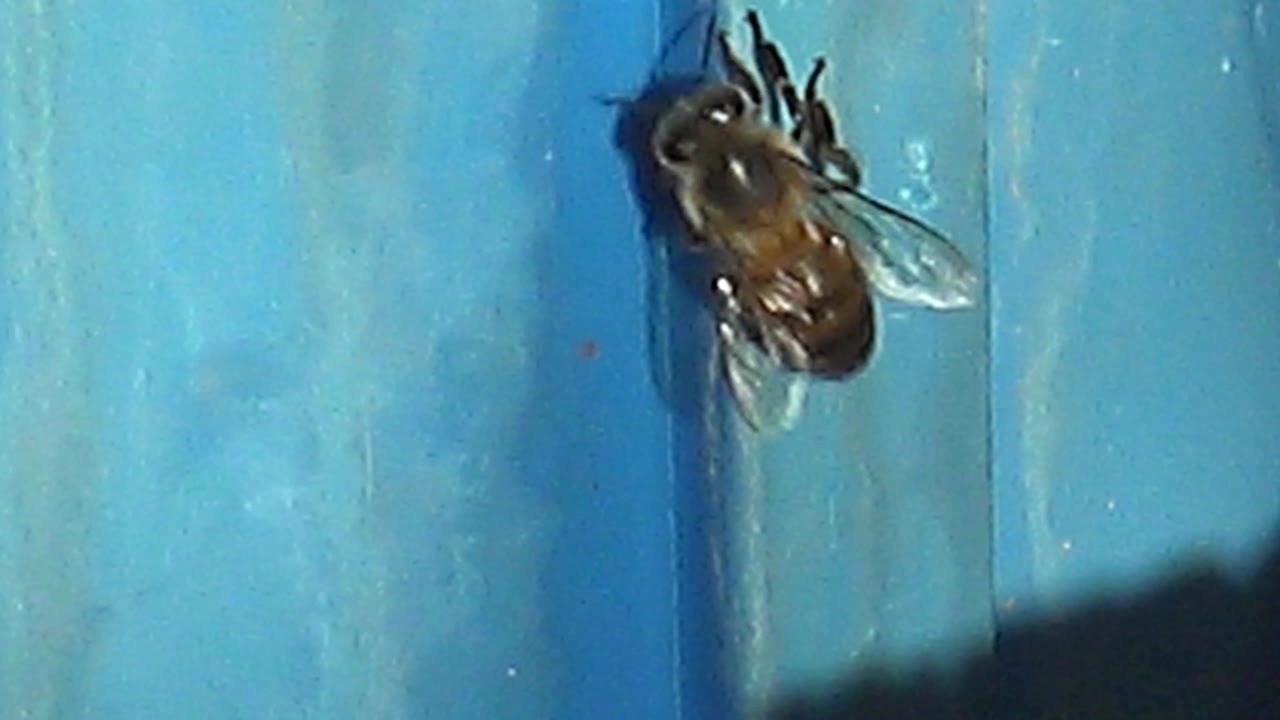 At 0:02, the honeybee has shifted toward the upper right of the weathered blue surface in Cabo Pulmo, with no visible people.