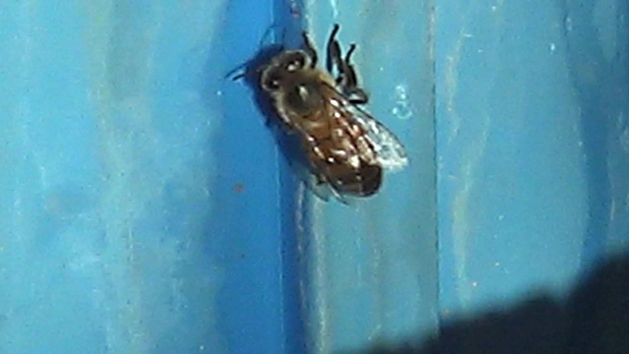 Honeybee on the left side of a blue weathered surface with a dark shadow below.