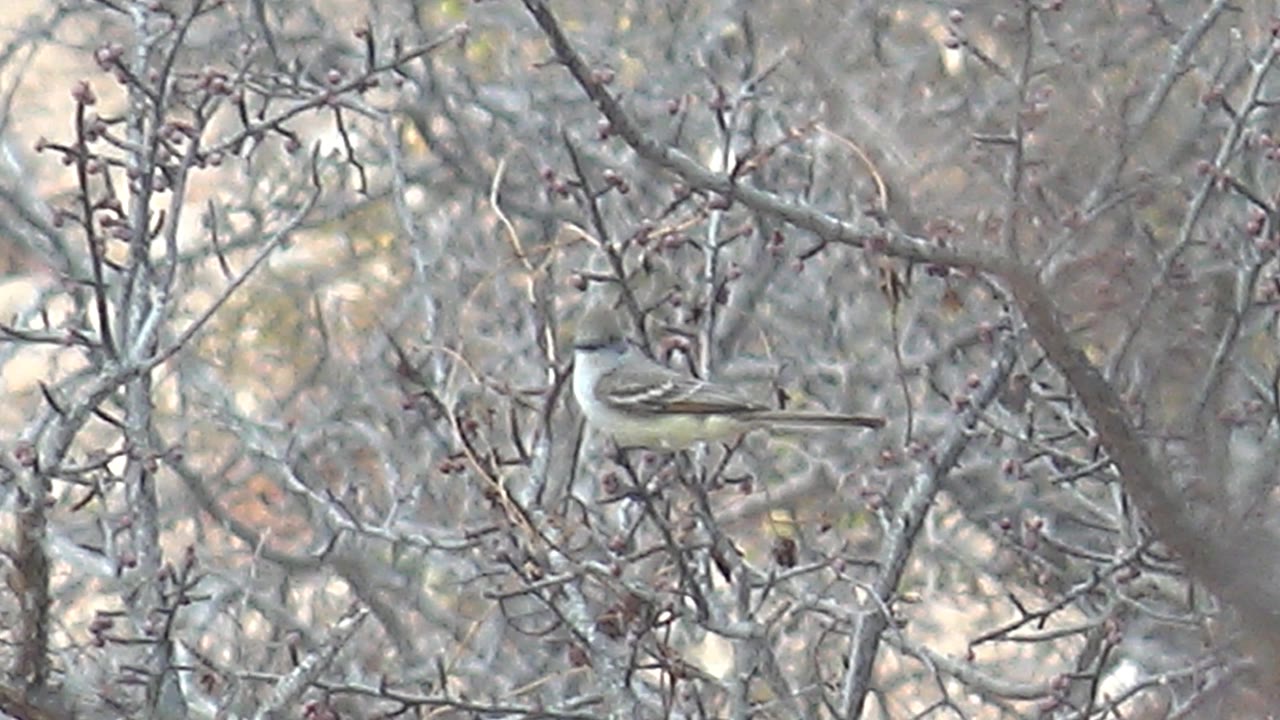 Small gray-brown bird perched side-on in bare Cabo Pulmo branches, with pale background light and no visible people.