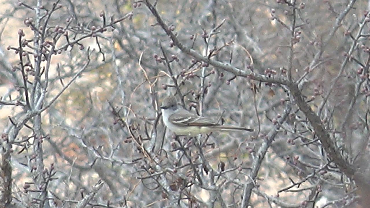 Perched small bird remains among leafless branches.