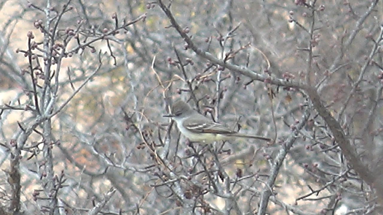 Small gray and brown bird sits on a branch in Cabo Pulmo brush, framed by bare twigs and small dark buds with no visible people.