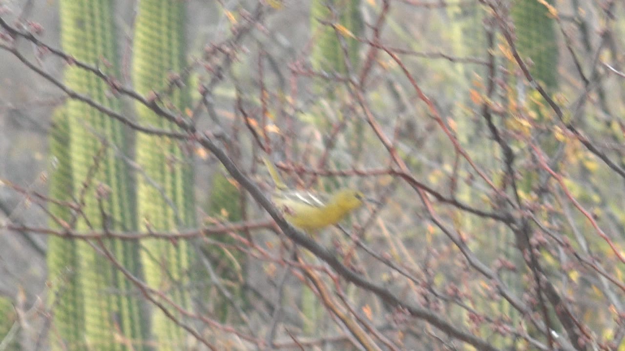 Small yellow bird on a desert branch with cacti behind it.