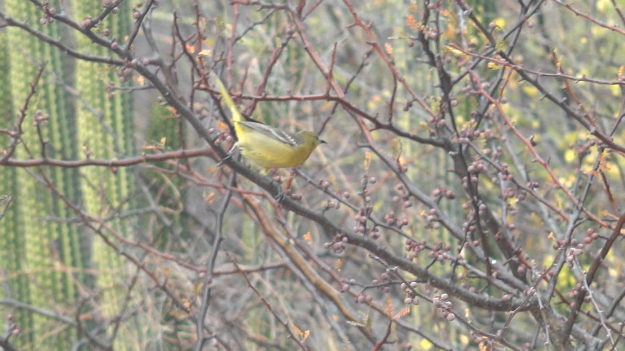 A small yellow bird perches higher in the branch network in Cabo Pulmo, Baja California Sur, with soft green desert vegetation and cactus trunks behind it and no visible people.