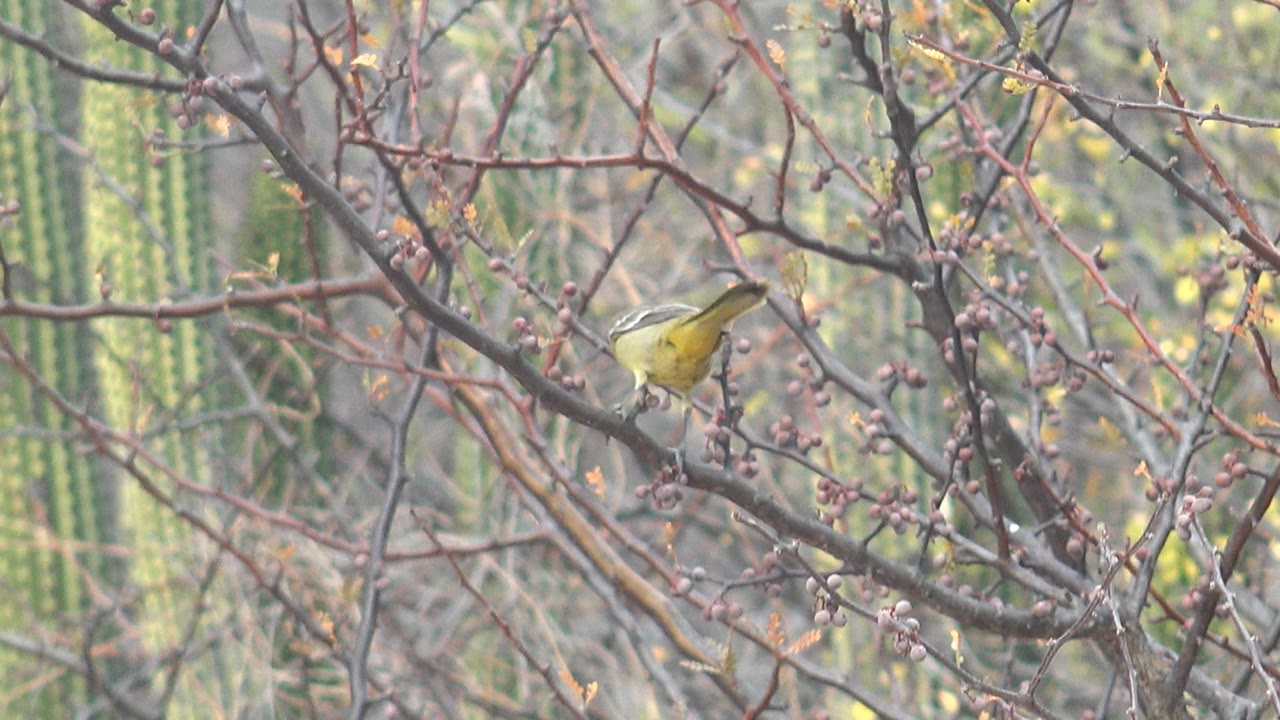 A small yellow bird sits toward the right side of the frame in Cabo Pulmo, Baja California Sur, surrounded by brown twigs, small seed clusters, and blurred cactus columns with no visible people.
