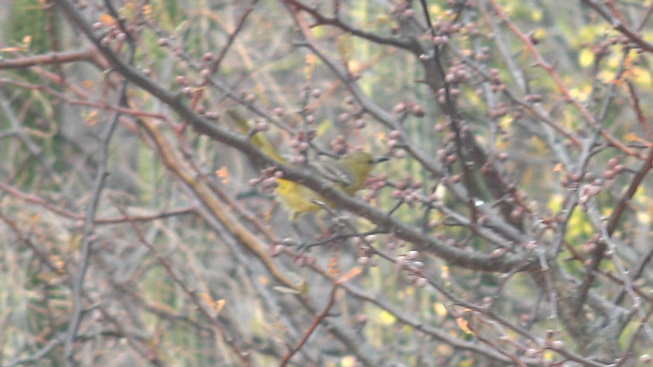 A small yellow bird is partly blurred among dense branches in Cabo Pulmo, Baja California Sur, with dry twig lines, seed clusters, and muted cactus shapes in the background and no visible people.