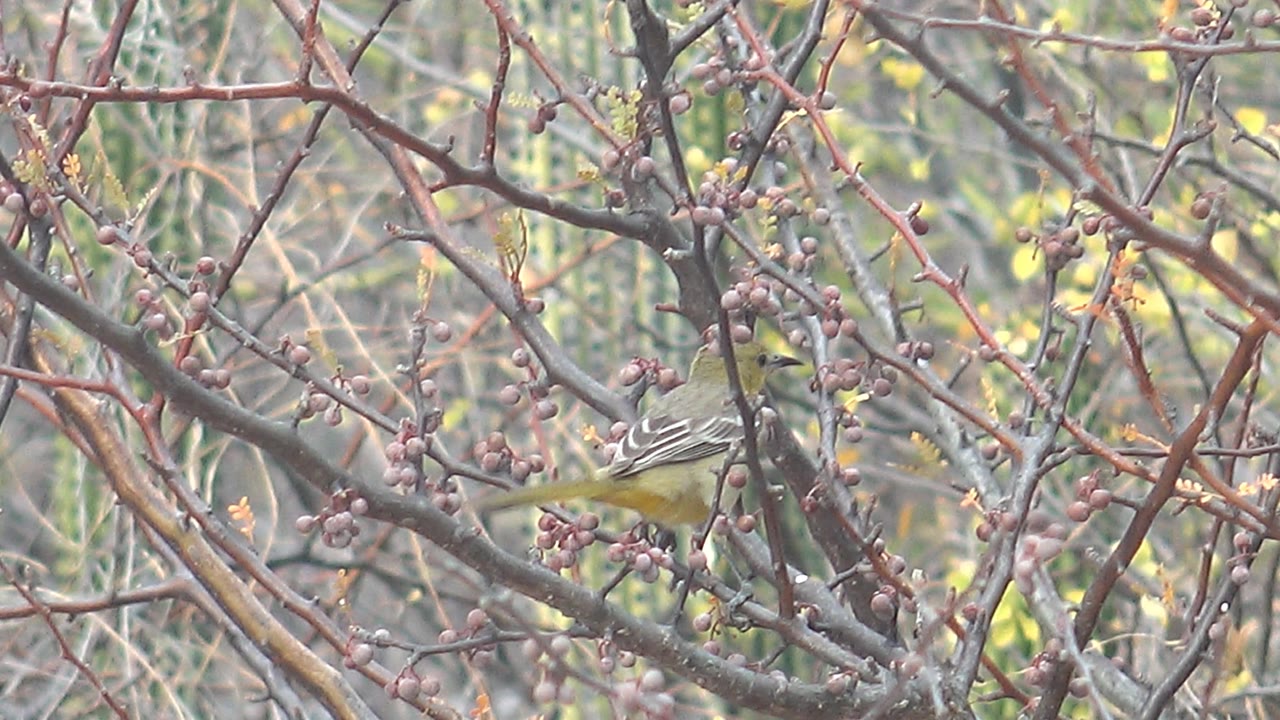 A small yellow-and-gray bird sits partly left of center among reddish branches and berry clusters in Cabo Pulmo, Baja California Sur, with no visible people.