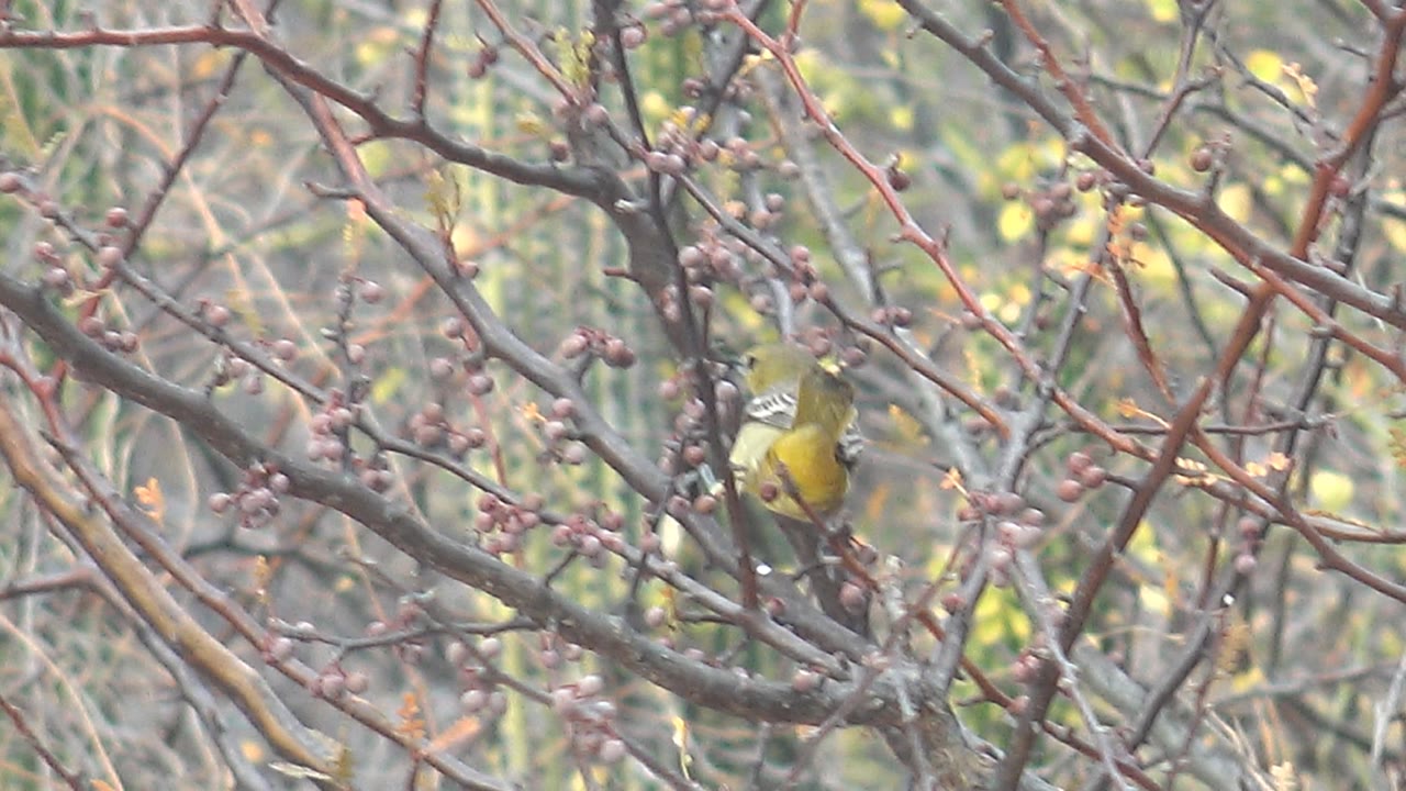 The small bird is mostly obscured by crossing branches near the center of the Cabo Pulmo frame, surrounded by berries and muted green foliage, with no visible people.