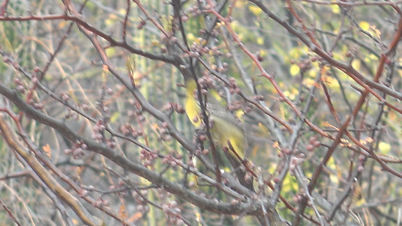 A small yellow-and-gray bird appears on the right side of the frame among berry-laden branches in Cabo Pulmo, Baja California Sur, with no visible people.