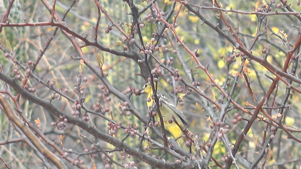 Small bird low in tangled branches with berries