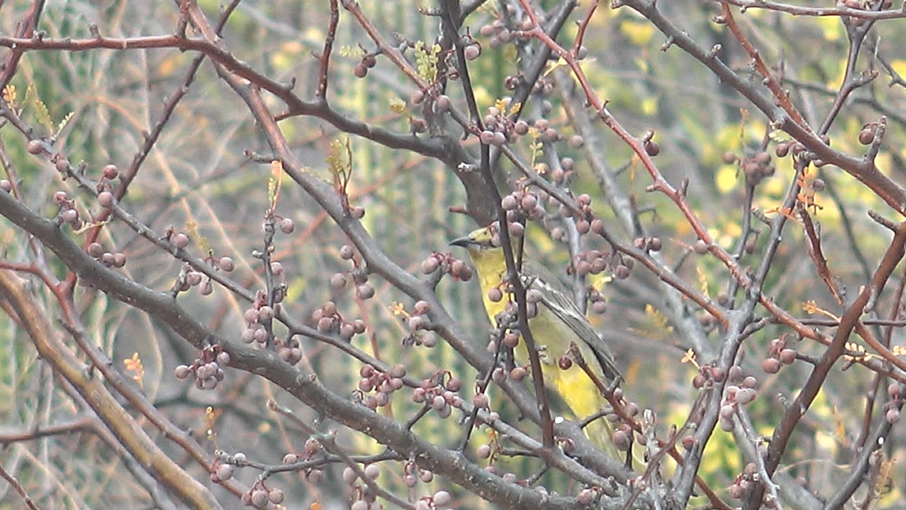 Small yellow bird partly hidden among berry-covered branches.