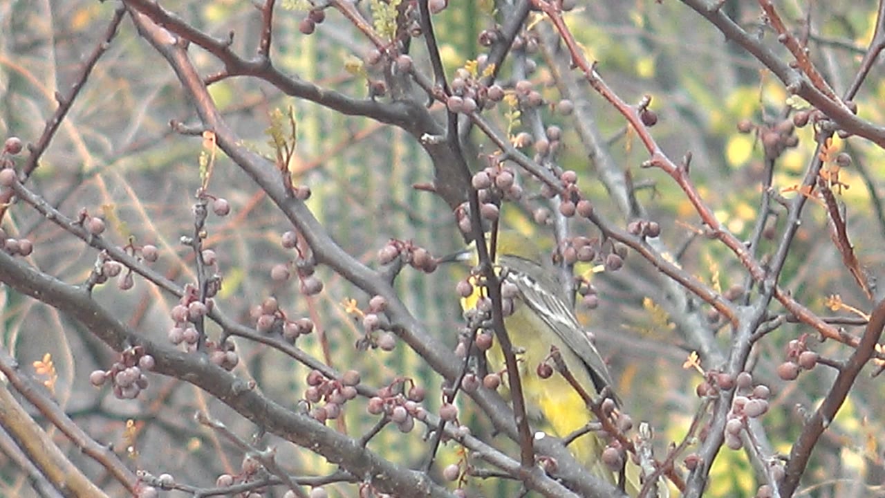 Yellow bird in Cabo Pulmo sits more clearly upright among reddish twigs and small berries, no visible people.