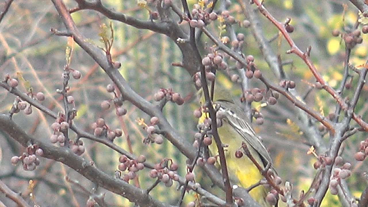 Yellow bird in Cabo Pulmo is partly obscured by crossing branches while perched near berry clusters, no visible people.