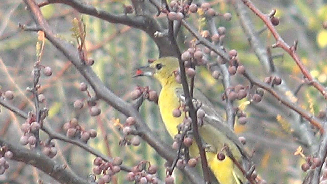 Yellow bird in Cabo Pulmo faces into berry-covered branches with its beak near the fruit, no visible people.