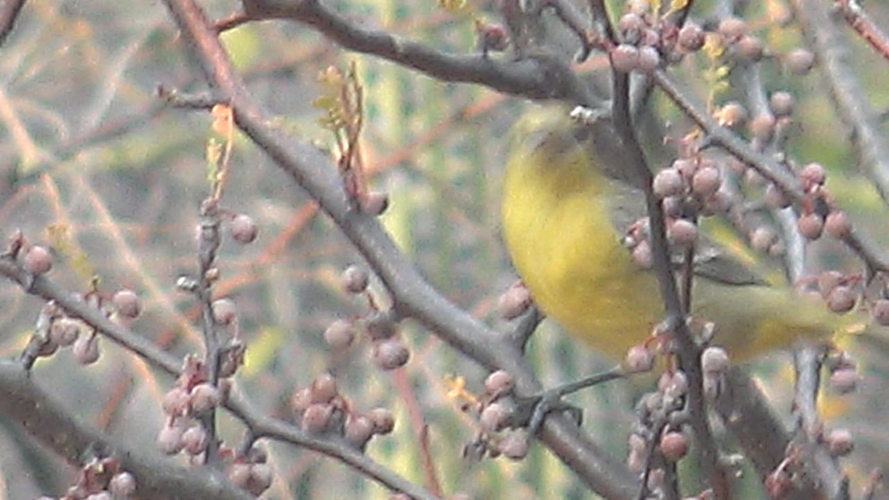 At 0:00 in Cabo Pulmo, a small yellow bird appears partly blurred behind crossing berry-covered branches, with soft green foliage behind it and no visible people.