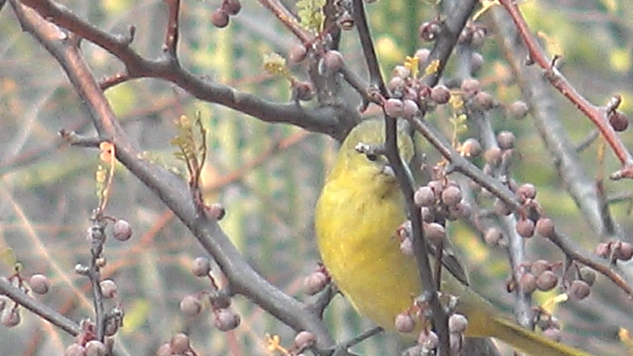 At 0:01 in Cabo Pulmo, the yellow bird faces forward between brown twigs and berry clusters, with its beak and chest more visible and no visible people.
