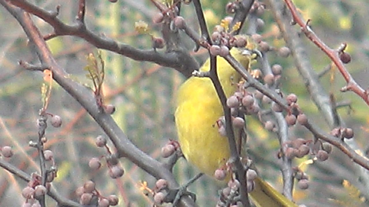 At 0:02 in Cabo Pulmo, the bird perches upright near the right side of the frame, surrounded by small round berries and overlapping branches, with no visible people.