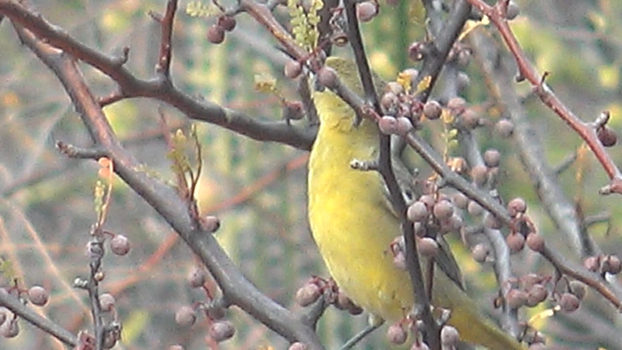 At 0:03 in Cabo Pulmo, the yellow bird sits lower in the tangle of branches, with its body partly hidden by berry stems and no visible people.