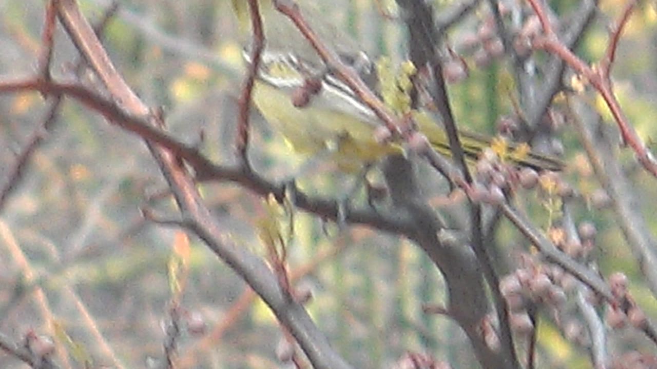 Small yellow bird partly hidden among thorny branches and berries.