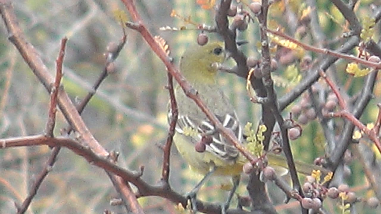 The yellow bird appears near the center of the frame behind crossing reddish branches and small berries in Cabo Pulmo, Baja California Sur, Mexico, with no visible people.