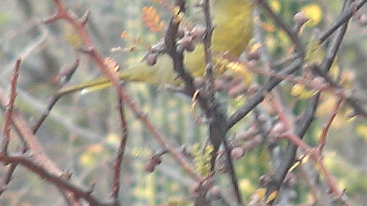 A yellow bird sits low in a tangle of thorny stems and berries in Cabo Pulmo, Baja California Sur, Mexico, with muted green foliage in the background and no visible people.