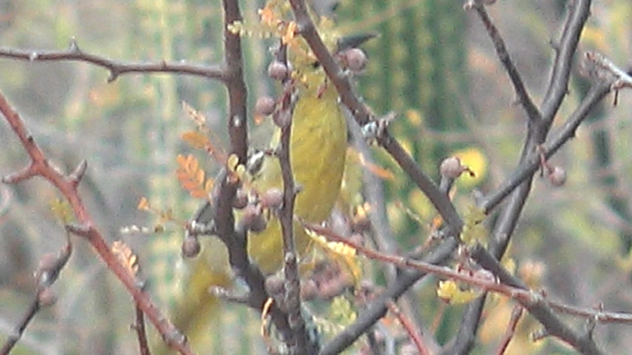 The small yellow bird is more visible on a vertical branch among round berries and thorny twigs in Cabo Pulmo, Baja California Sur, Mexico, with no visible people.