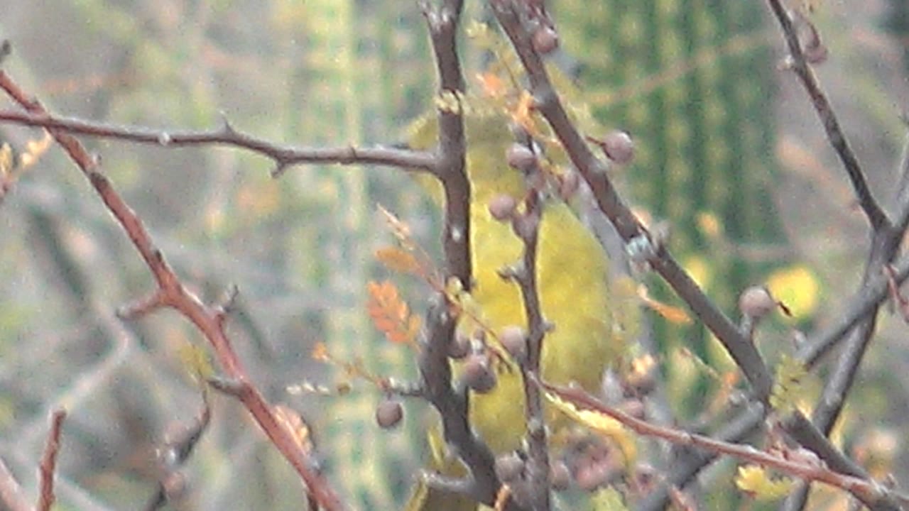 Small yellow bird among thorny branches and berries