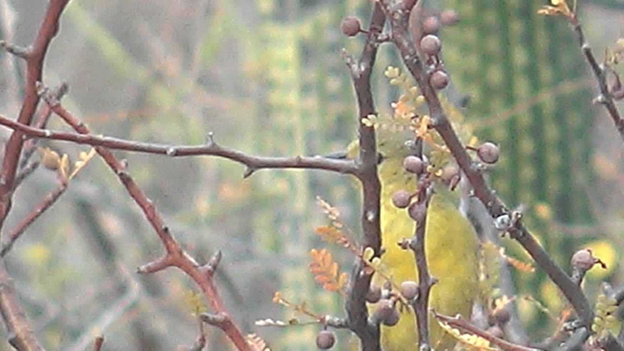 At Cabo Pulmo in Baja California Sur, the yellow bird perches closer to the vertical branch with berries clustered near its head, while soft green vegetation fills the background and no people are visible.