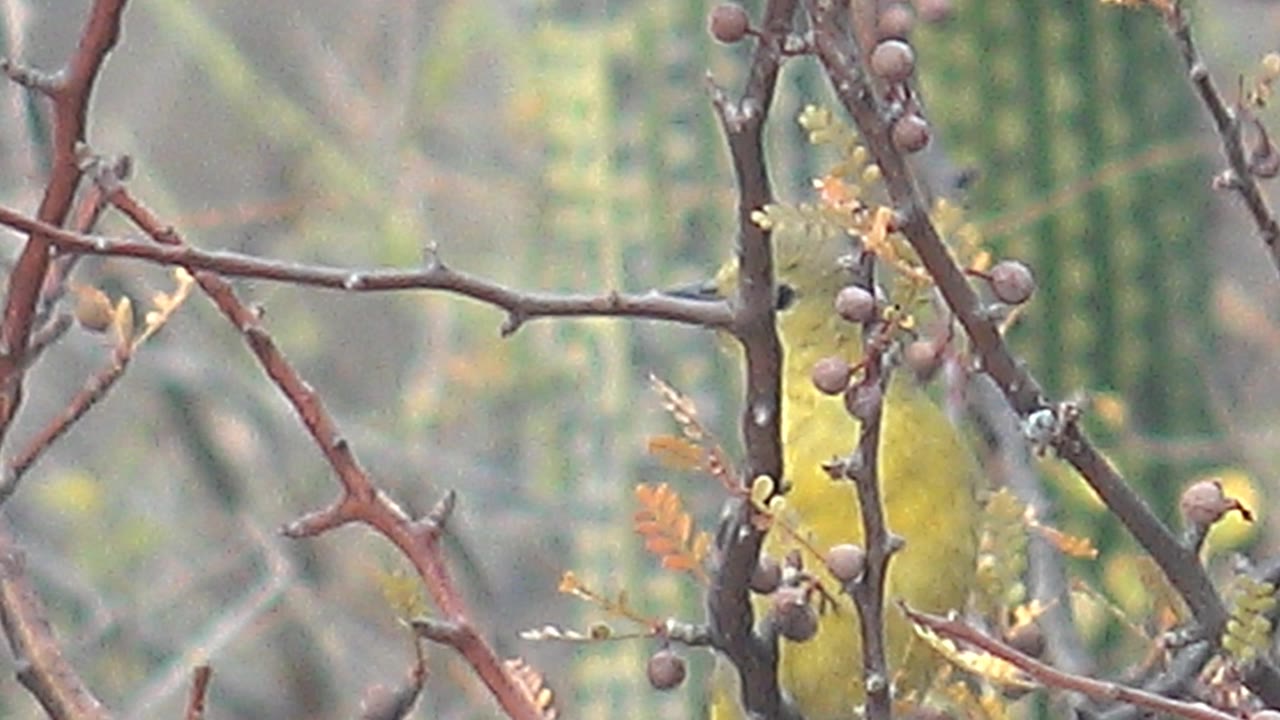 At Cabo Pulmo in Baja California Sur, the small yellow bird faces into a tangle of thorny brown branches, with berry clusters in front and muted green foliage behind, and no visible people.