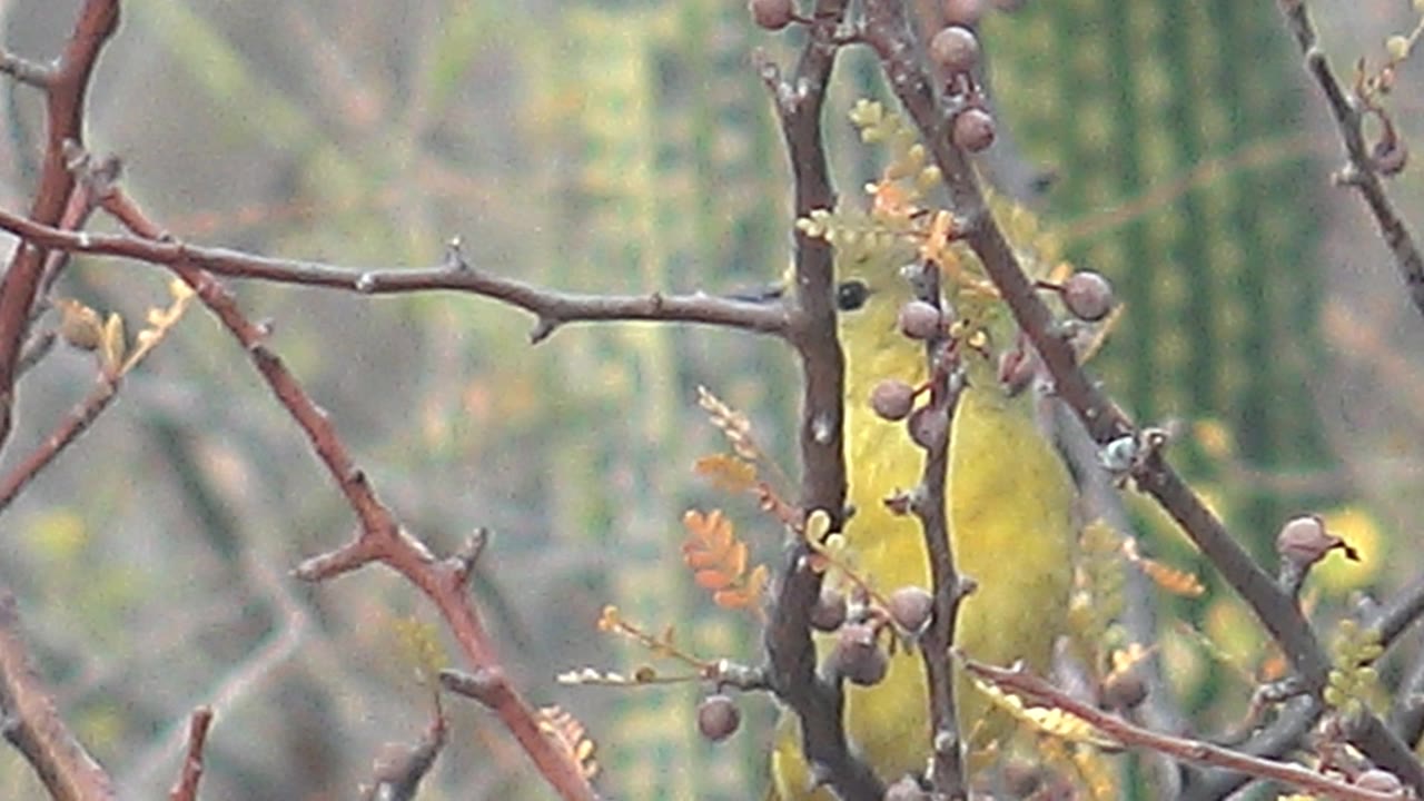 At Cabo Pulmo in Baja California Sur, the bird sits lower on the branch beneath several round berries, with thorny reddish twigs crossing the foreground and no visible people.
