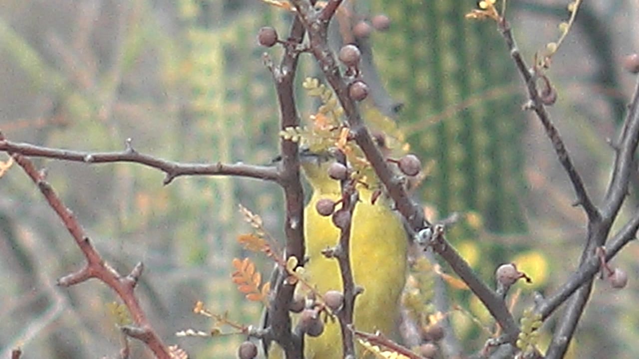 Small yellow bird perched behind thorny berry branches.