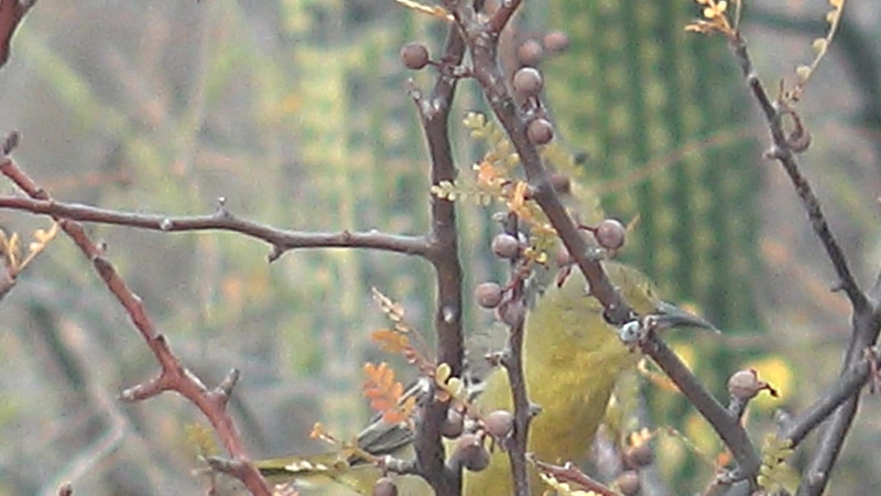 Yellow bird remains on the thorny branch in Cabo Pulmo, Baja California Sur, with its head angled near clusters of round berries and no visible people.